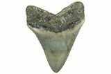 Serrated, Fossil Megalodon Tooth - North Carolina #319919-2